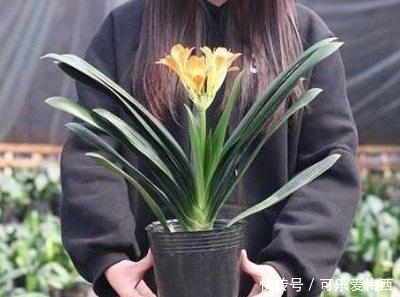 猛料|君子兰盆里埋点猛料,15年不烂根,叶片肥得流油,花开30朵