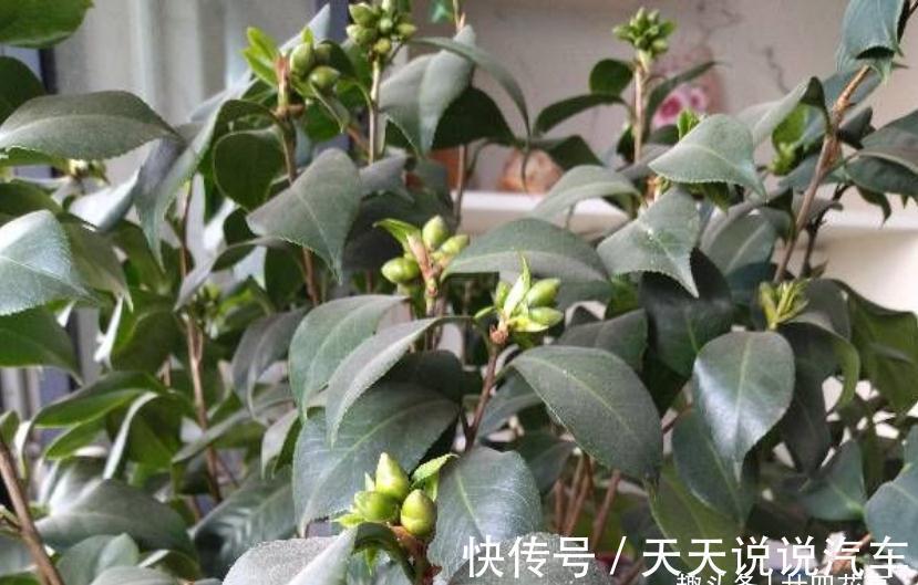 满头花苞的茶花,有的迟迟不开花,有的没开就落蕾,怎么回事呢?