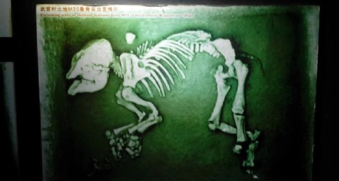 神仙|商朝王牌部队有多牛?虽没《封神演义》的神仙,但他们有战象兵