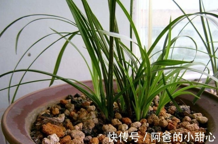 兰花冬天浇水“四原则”,合理掌握不烂根,满盆全是“胖白根”