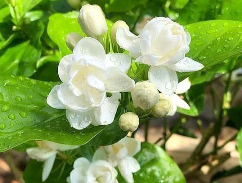 茉莉花还不开花赶紧做这一步,开花多一倍,满屋飘香
