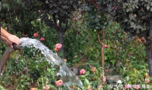 月季地栽莫大意,这3点不注意很容易挂!月季地栽莫大意,这3点不注意很容易挂!