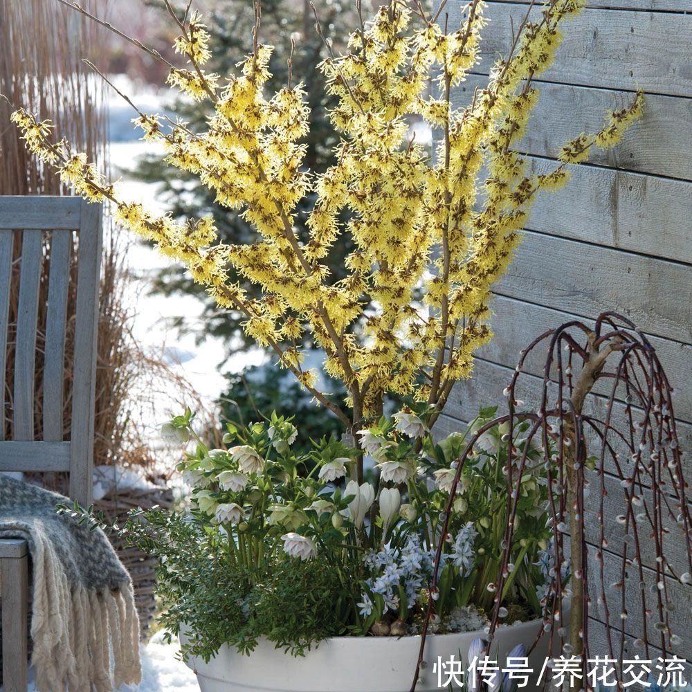 寒冷的冬春时节灿烂开花的8种观赏花卉,可露养在户外,打理简单