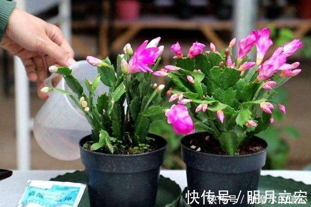 11月养蟹爪兰,用上3个狠招,一个叶片冒5个花苞,特喜人