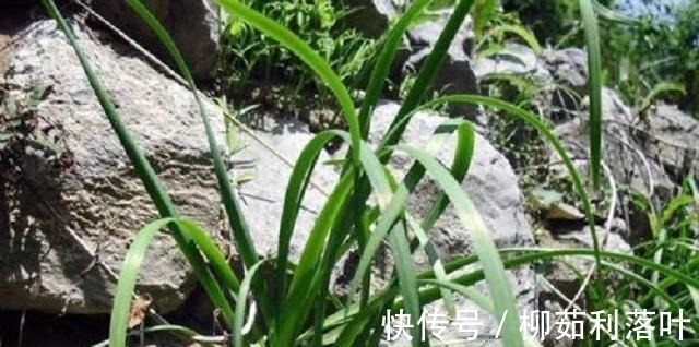 韭菜|它常被误认为韭菜，农民视它为杂草，却不知十分珍贵！