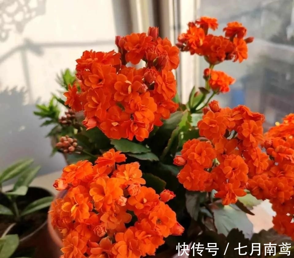 让长寿花复花,“喷、剪、晒”同步进行,1个月花苞挤满盆!