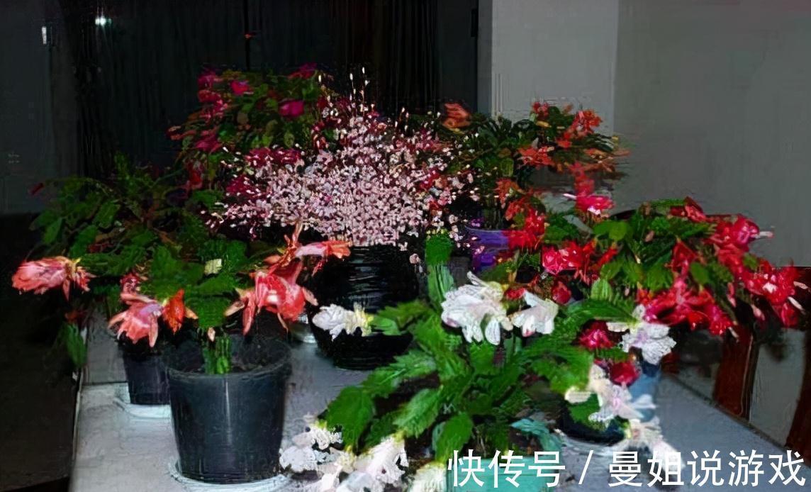 养护|养蟹爪兰长寿花,喂颗孩子最爱的开胃药,叶片肥绿、开花80朵