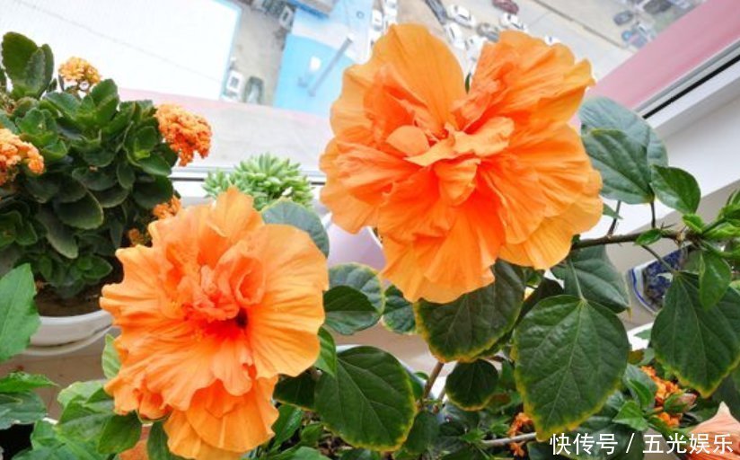 逛花市碰到5种花，不要有顾虑，什么季节都能买，它们是真好养