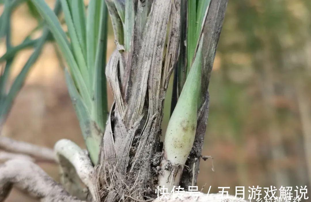 兰花|种植兰花，如果花盆中出现这两种现象，兰根茁壮兰苗旺盛就不难