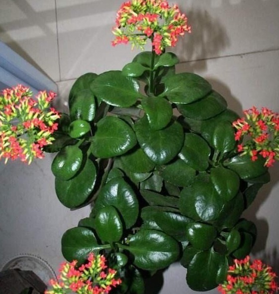 给长寿花浇一点这玩意,枝叶翠绿不发软,花苞满枝头!