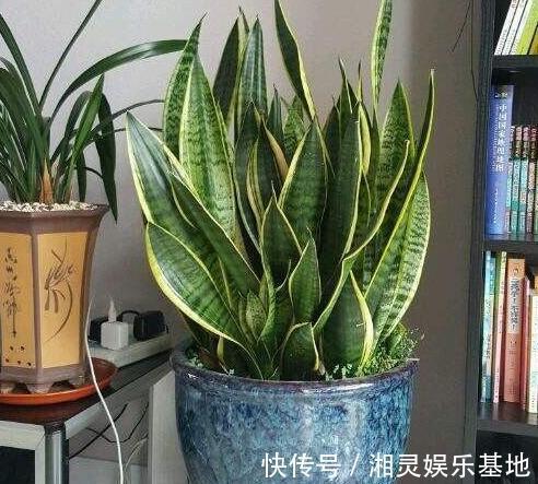 叶片|喜欢养花,可惜工作忙、没时间不怕,盆栽这些植物不用费心