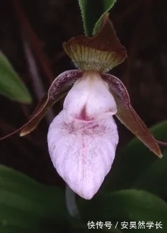 好丑！好臭！你没看错，我说的是兰花