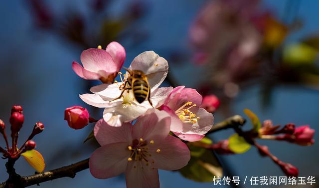 源头|沾益区春到珠源 花满沾益