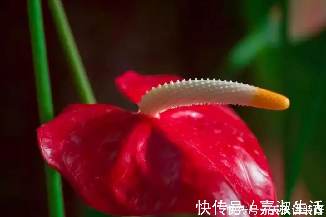 以下9种会变色的绿植,养上四五盆就能让阳台变得生动起来