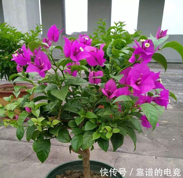 你还在花钱买土吗，不用花钱就能制作出高质量花土，要不要学习