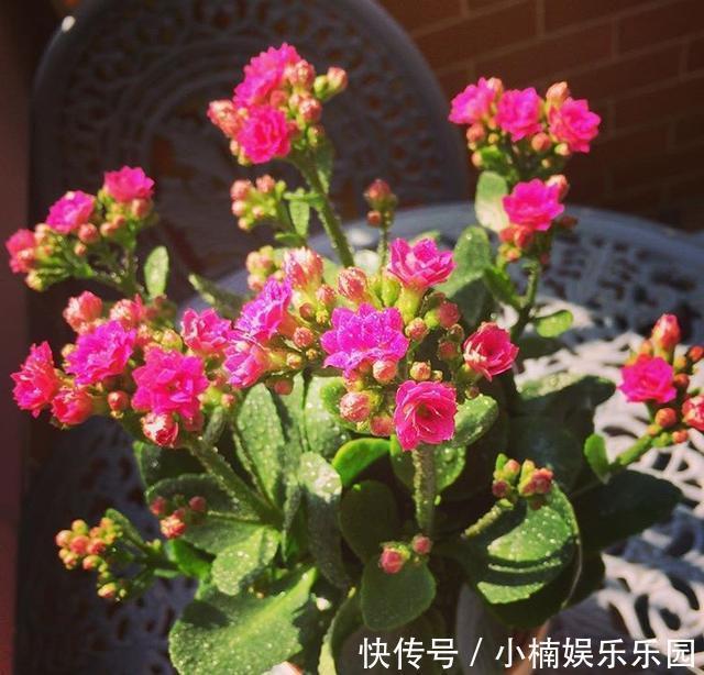 玛格丽特|4种花“趁早”剪,把枝条、叶子全剪了,长得密、开花早