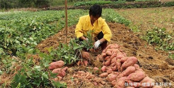 霜打过的菜为何甜这4种菜不怕冻,别错过最后一种,越冷越好吃