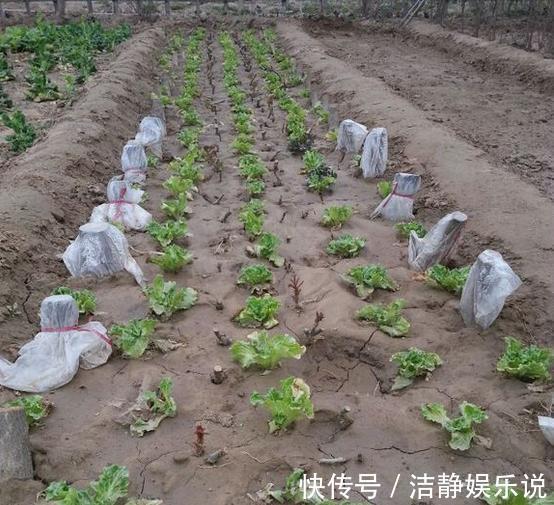 压弯枝|1种果树剪根枝,插土里就活,当年就能挂果,压弯枝!