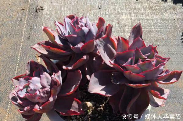 橙梦露橙梦露|9种多肉,贵且难养,怕晒怕淋爱秃长,买了多半成鸡肋