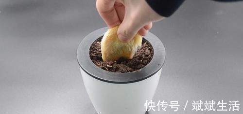 芒果核|芒果核扔掉可惜了,这个用途懂的人还不多,早点知道就好了