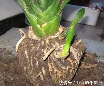 高手|高手养君子兰,1片叶子长1株,蘸点它2周窜白根,3年养200棵
