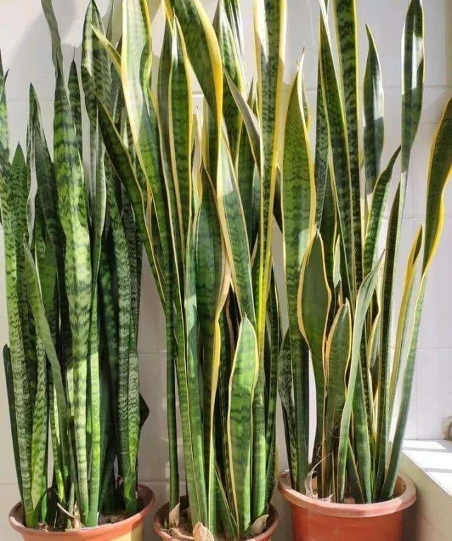 金边虎皮兰|让虎尾兰长侧芽，从3个方面入手，不仅侧芽多，还能养开花