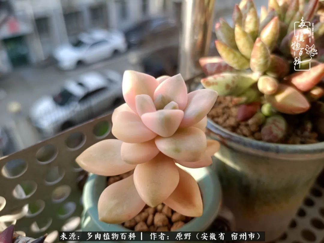 揭秘那些干净又温暖的多肉照片从哪里来