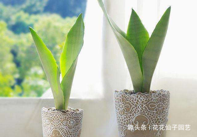 虎皮兰越长越慢,别急,简单做好4个方面,小白芽呼呼冒