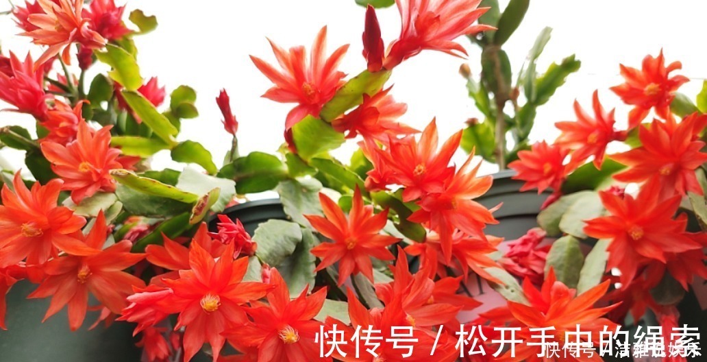 浇水|5种花干养最好,植株健壮能开花,湿养会送命!