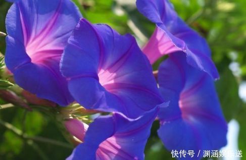 牵牛花|喜欢月季,不如养“优良名品”戴尔巴德,花型丰满,丰腴婀娜!!