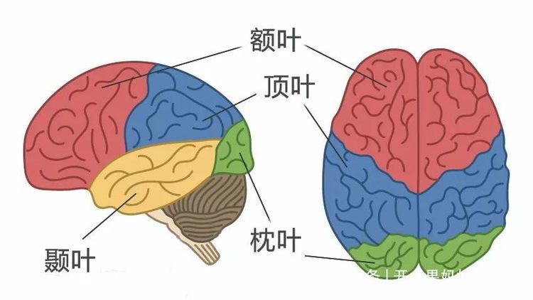 教育方式|4个身体部位关乎孩子的“学习力”，家长再生气也不能揍，忍着点