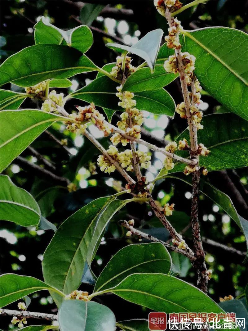 八桂|八桂秋花次第开，风卷一日香漫城