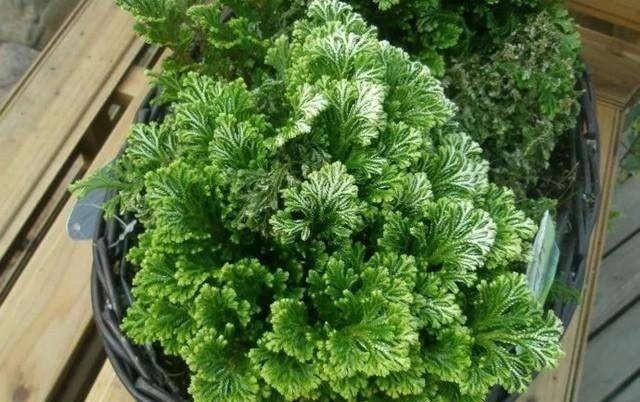 1种迷你小“松柏”,一年四季绿油油,比绿萝好养10倍,泡水就活