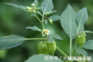 鬼灯笼|农村的“黄姑娘”野果，果子似灯笼小巧可爱，属于药食两用价值高