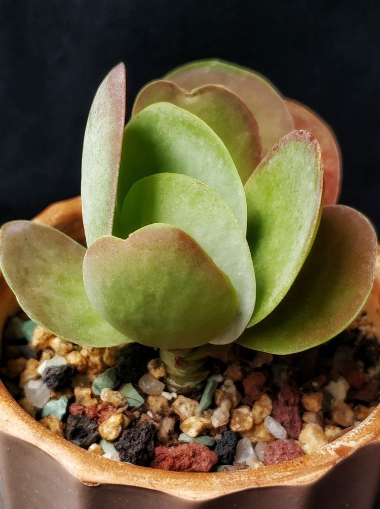 成长|与多肉一起走过的日子,见证多肉的成长过程!