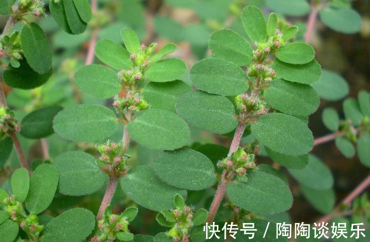 红丝草|农村常见的一种野草,它被称“血见愁”,少人知是稀罕好药材