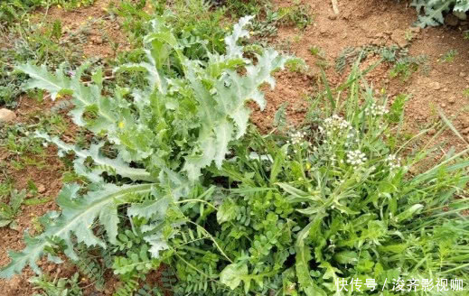 8种“高钙”蔬菜，菠菜不算啥，第一名钙是牛奶3倍，不要错过