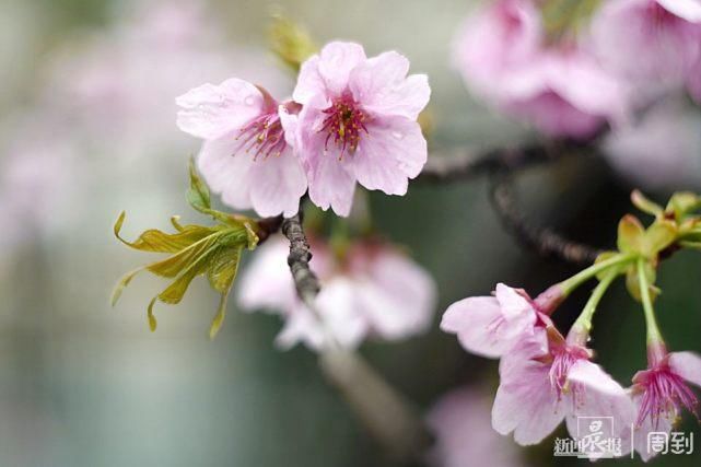 雨打樱花，花衬雨，雨中樱花别样美！内附保姆级拍花攻略