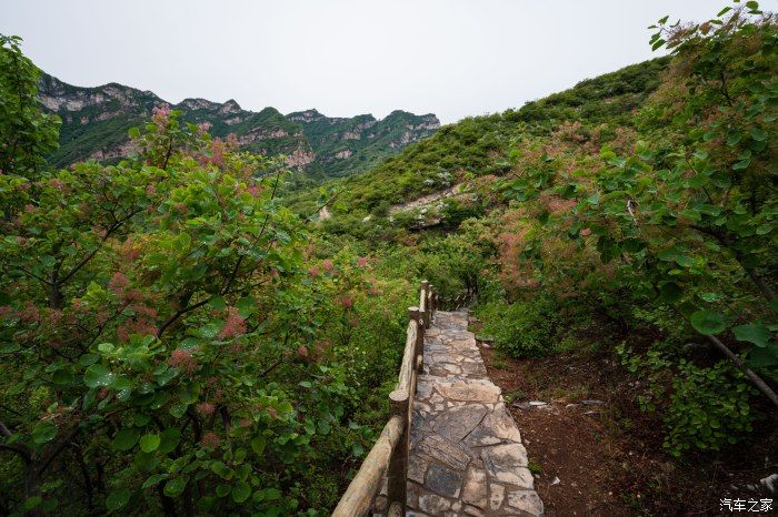 粉红|【郊野行摄】春风拂面，黄栌花开---雨中游京西幽岚山