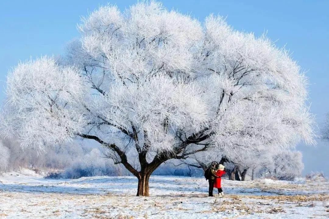 时节|又到冰雪时节