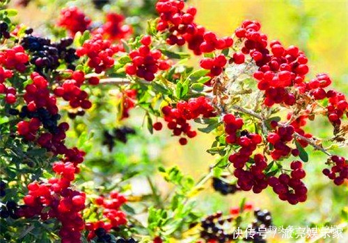 维生素c|聪明人最爱吃4种食物,排毒养颜、改善体质,有益健康