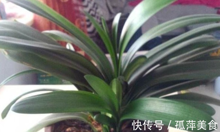 一种“天然油脂”扔盆里,君子兰翠绿易爆盆,3年盆土不板结