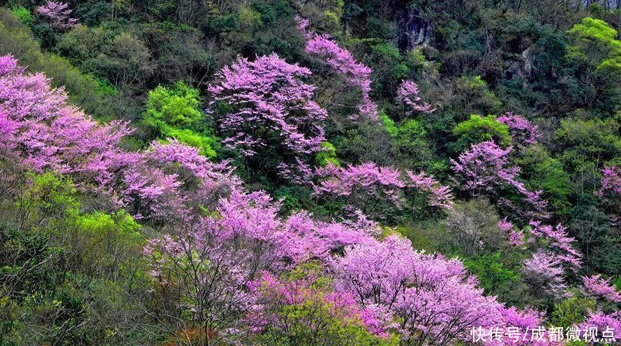 紫色花海迷人眼，赏花攻略已送达，只待君来