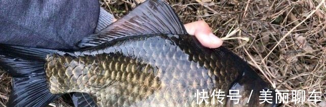 钓饵|别看这东西便宜,却是鲫鱼最爱吃的饵料,它就在你身边