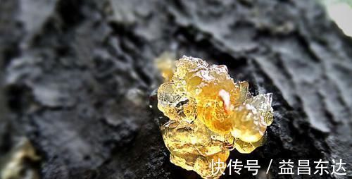 树胶|烂在树上没人要，到了药铺是个宝，活血益气，养胃护胃功效好