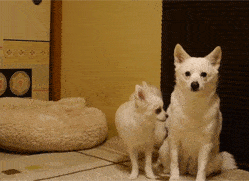 |搞笑GIF趣图：这都不分手，那就是真爱了