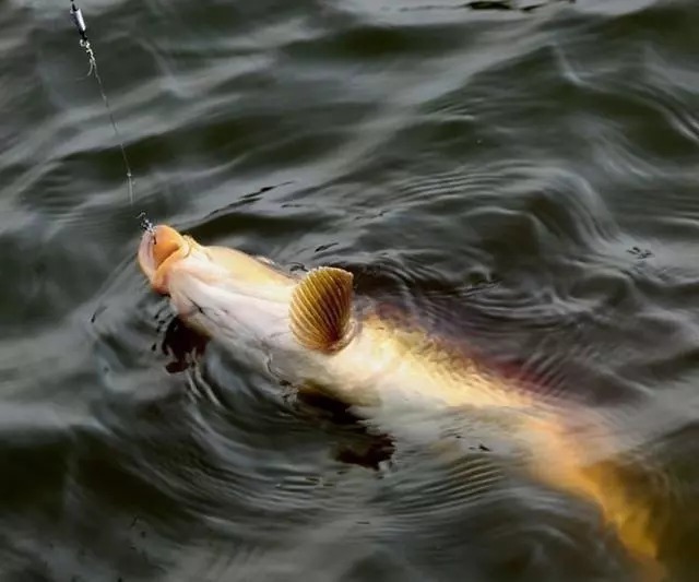 冬季鱼口轻?5个老钓手的实战经验教你保证渔获