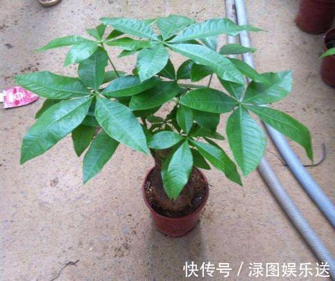 花友们|2种“镇宅树”,养在客厅最合适,好看又好养,长成老桩,值钱!