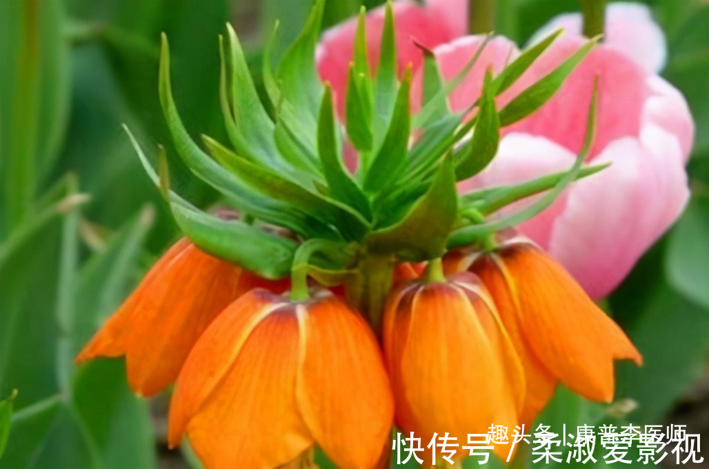 活血|夏天预防肌肤早衰，吃好的食物，细腻皮肤，排毒润肠，活血滋阴