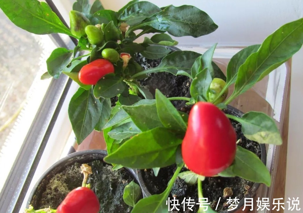 将蛋壳直接倒扣在土壤里养花,光招虫没肥效,做错了吗?